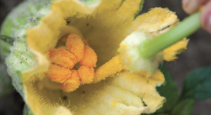 A close up of the inside of a female squash flower being pollinated by a male squash stamen